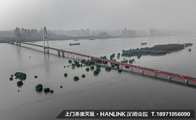 暴雨過后，蚊蟲鼠害帶來的問題影響